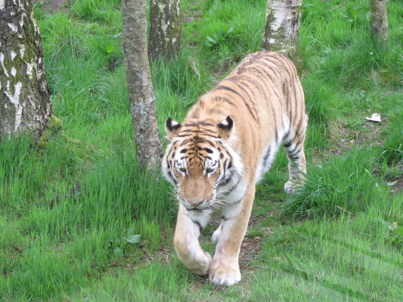 Tiger at the Highland Wildlife Park